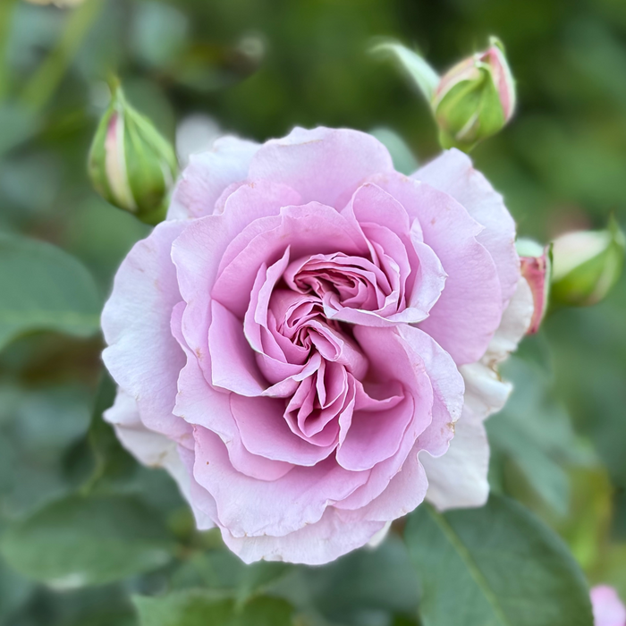 Love Song™ Potted Rose Bush
