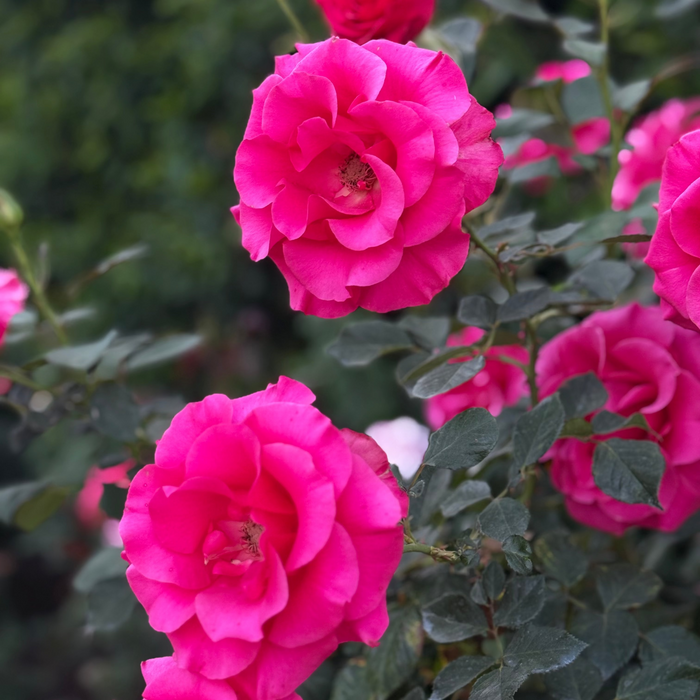 Fame!™ Potted Rose Bush