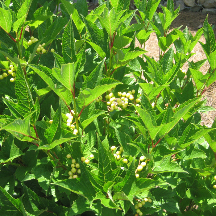 American Beauties® Native Plants Viburnum ‘Wentworth’ Potted Viburnum Bush