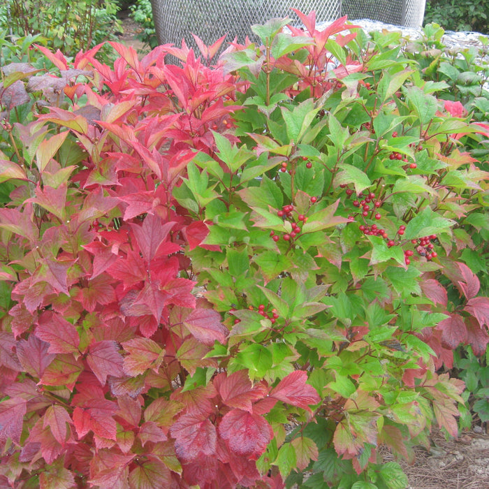 American Beauties® Native Plants Viburnum ‘Wentworth’ Potted Viburnum Bush