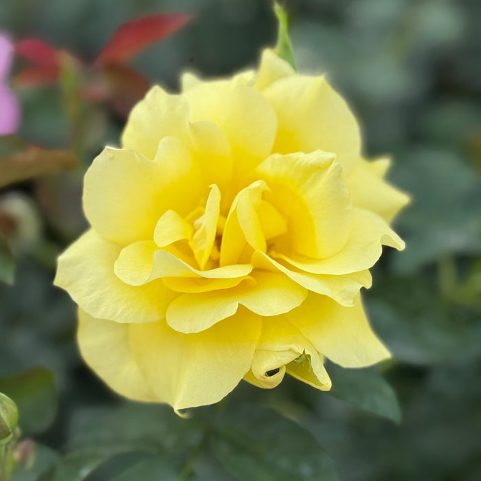 Yellow flower with green leaves on a blurred natural background
