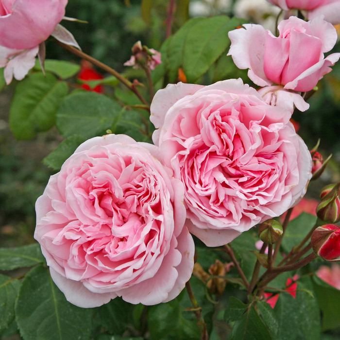 Arborose® Kiss Me Kate™ Potted Climbing Rose