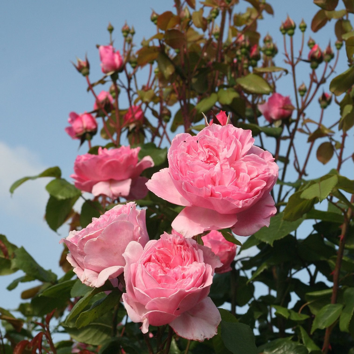 Arborose® Kiss Me Kate™ Potted Climbing Rose
