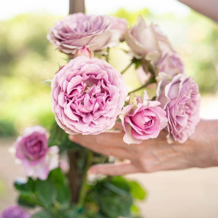 Arborose® Quicksilver™ Potted Climbing Rose