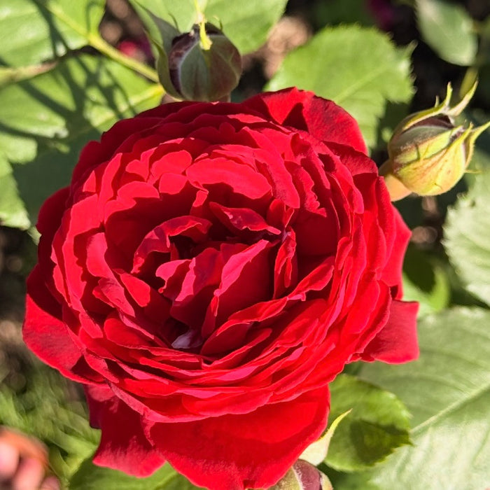 Blaze™ Potted Climbing Rose