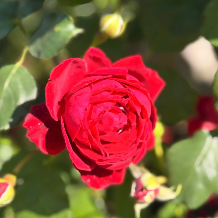 Blaze™ Potted Climbing Rose