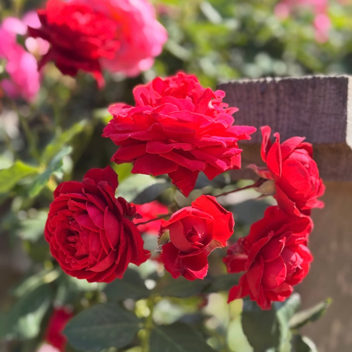 Blaze™ Potted Climbing Rose