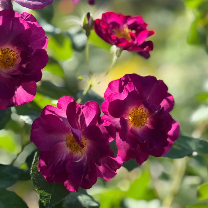 Burgundy Iceberg Potted Rose Bush