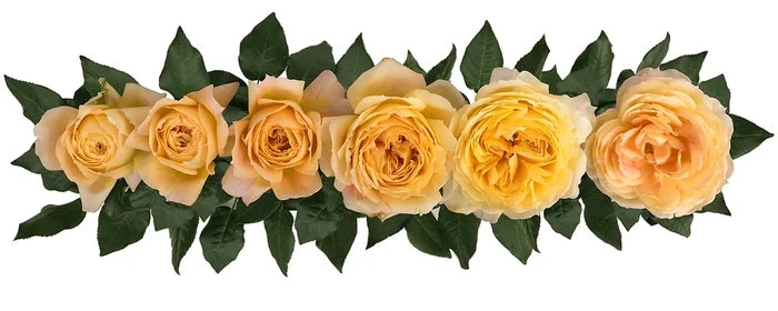 Caramel Antike® Bouquet