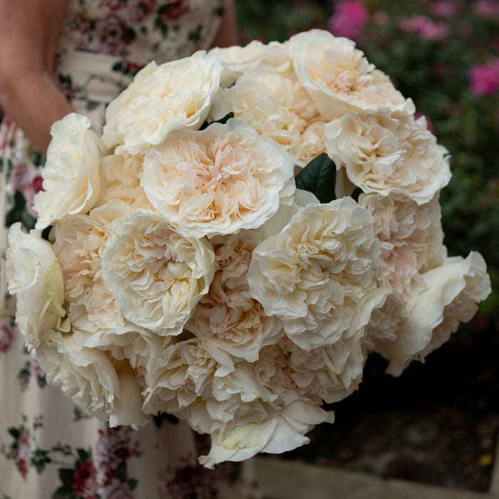 David Austin® Eugenie™ Bouquet