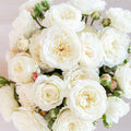 David Austin ® Tranquility Potted Rose Bush