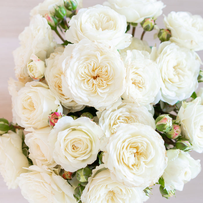 David Austin ® Tranquility Potted Rose Bush