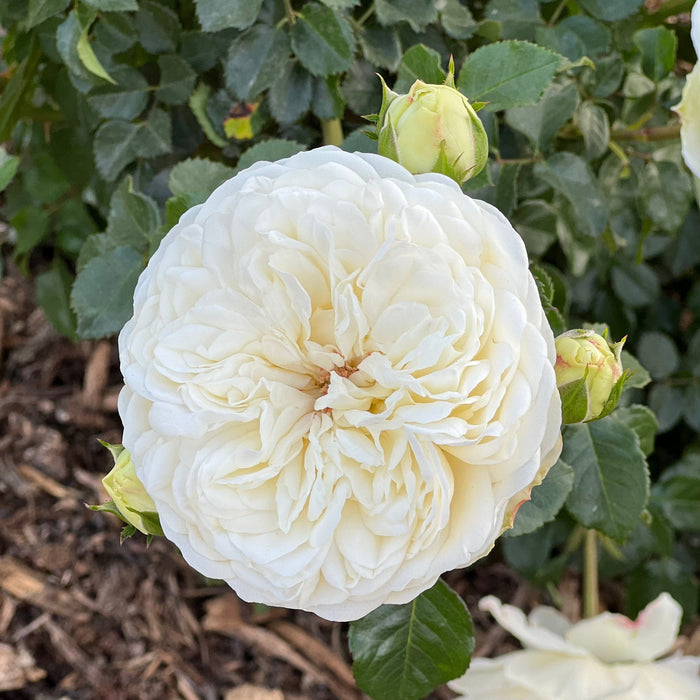 David Austin ® Tranquility Potted Rose Bush
