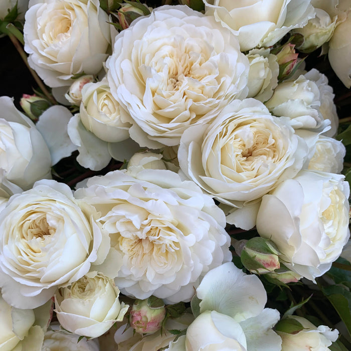 David Austin ® Tranquility Potted Rose Bush