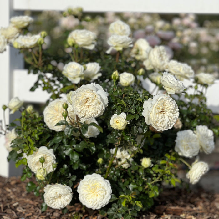 David Austin ® Tranquility Potted Rose Bush