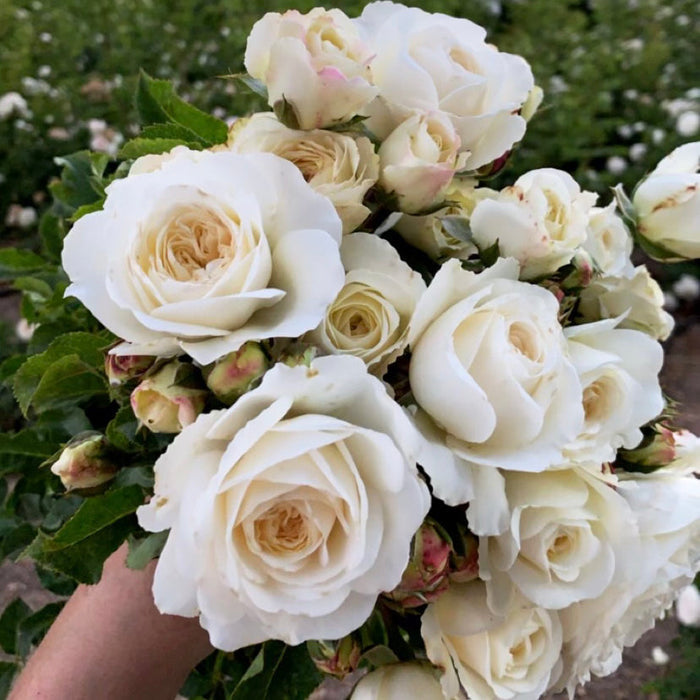 David Austin ® Tranquility Potted Rose Bush