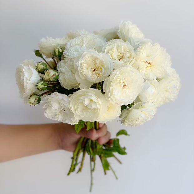 David Austin ® Tranquility Potted Rose Bush