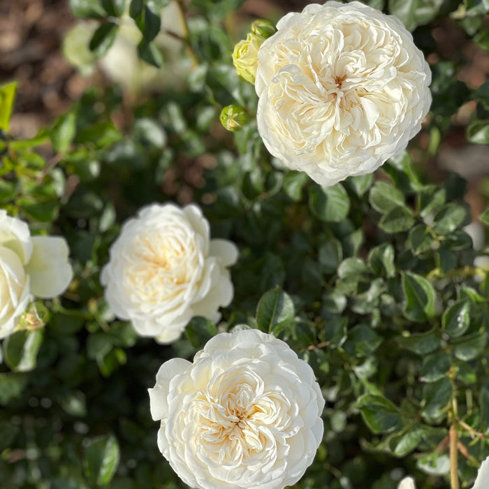 David Austin ® Tranquility Potted Rose Bush