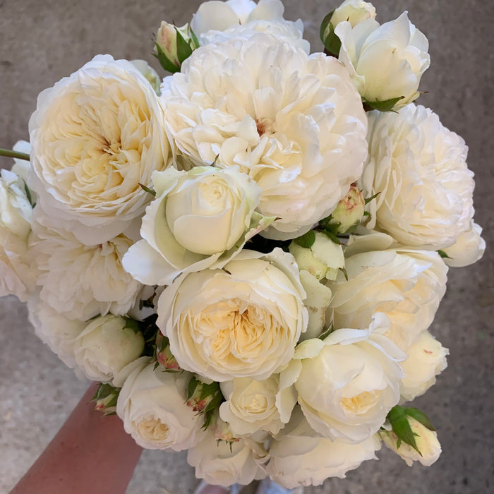 David Austin ® Tranquility Potted Rose Bush