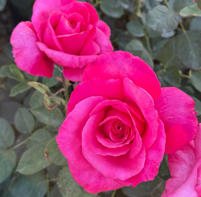 Electron Potted Rose Bush