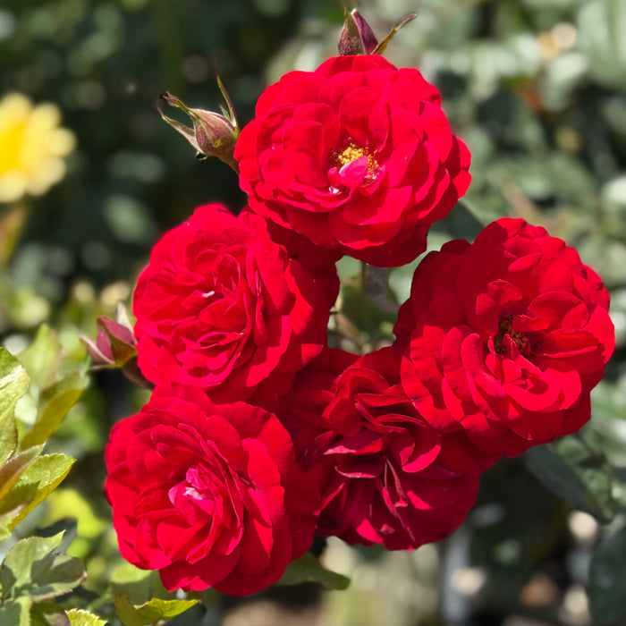 Europeana Potted Rose Bush