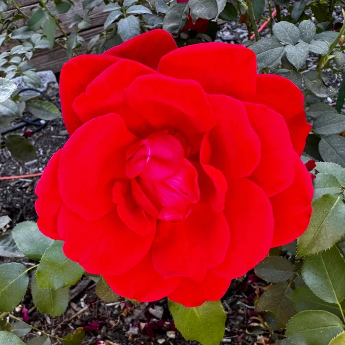 Grateful Dead Potted Rose Bush