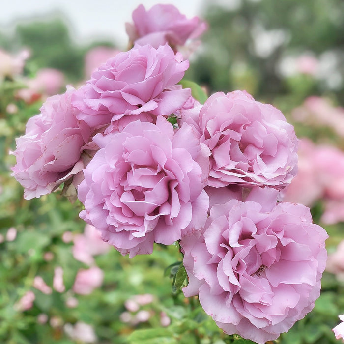 Love Song™ Potted Rose Bush