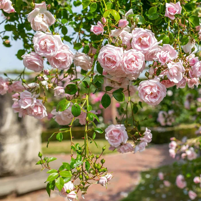 New Dawn Potted Climbing Rose