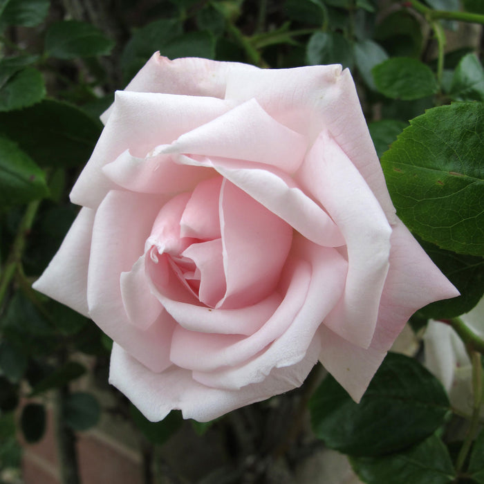 New Dawn Potted Climbing Rose