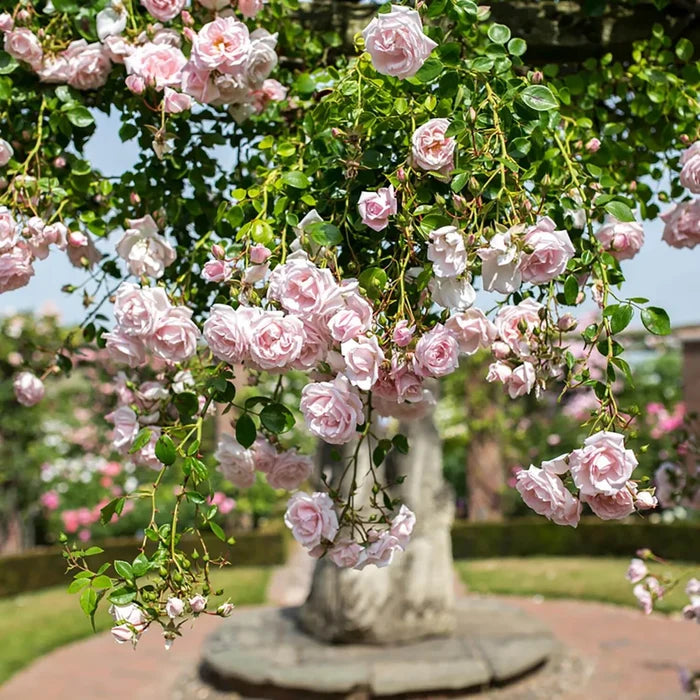New Dawn Potted Climbing Rose
