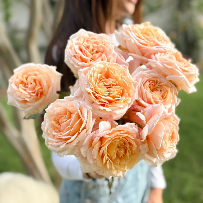 Parfuma® Sunrise (a.k.a. Sespe Sunrise) Potted Rose Bush