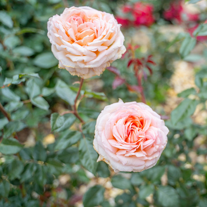 Parfuma® Sunrise (a.k.a. Sespe Sunrise) Potted Rose Bush