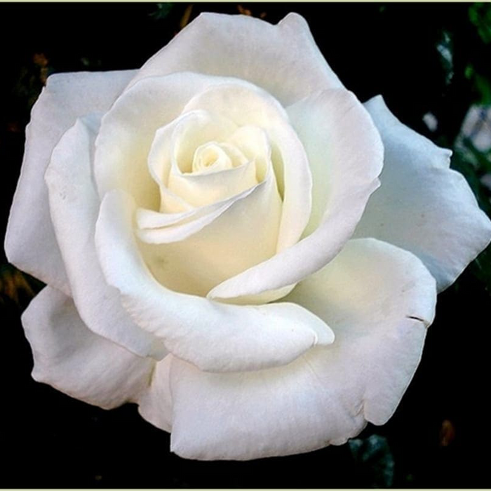 Queen Mary 2™ Potted Rose Bush