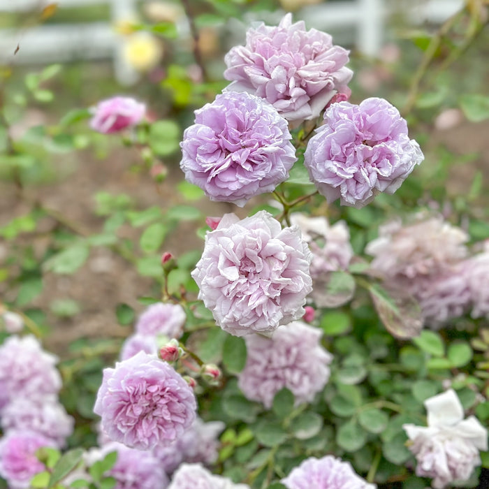 Rainy Blue Climbing Potted Rose Bush