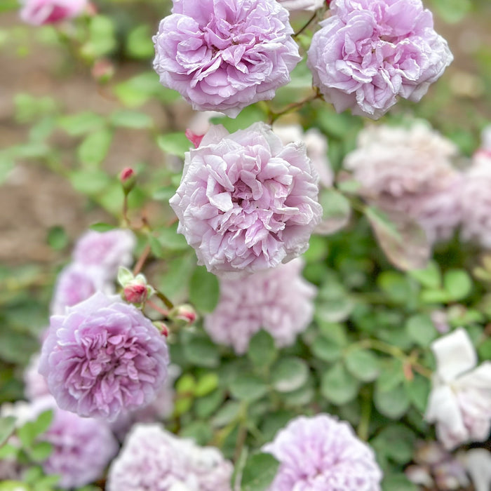 Rainy Blue Climbing Potted Rose Bush
