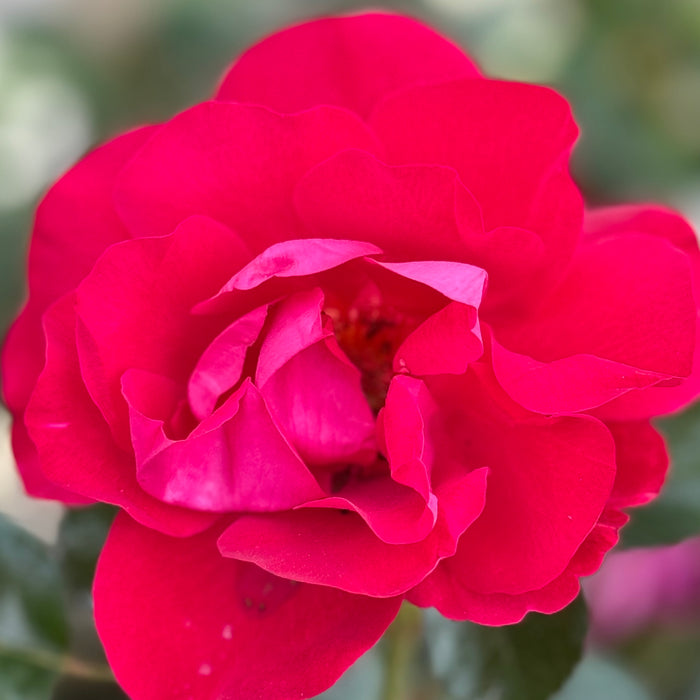 Ruby Red™ Potted Rose Bush