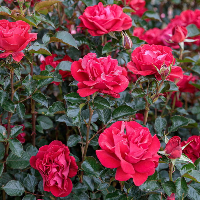 Ruby Ruby™ Potted Rose Bush