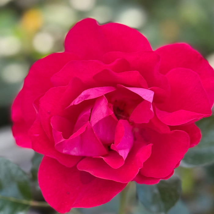 Ruby Ruby™ Potted Rose Bush