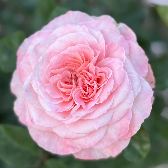 Sunbelt® Savannah™ Potted Rose Bush