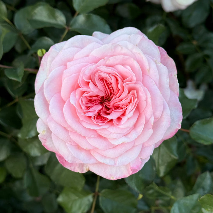 Sunbelt® Savannah™ Potted Rose Bush