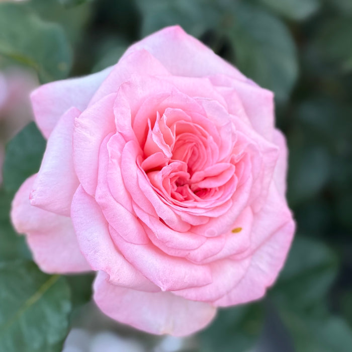 Sunbelt® Savannah™ Potted Rose Bush