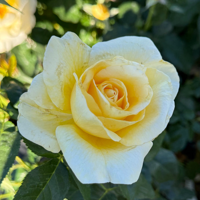 Sunshine Daydream™ Potted Rose Bush
