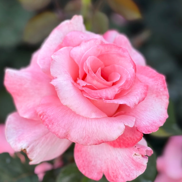 Touch of Class Potted Rose Bush