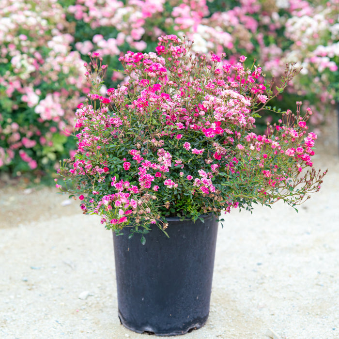 Potted plant with pink flowers in a garden setting