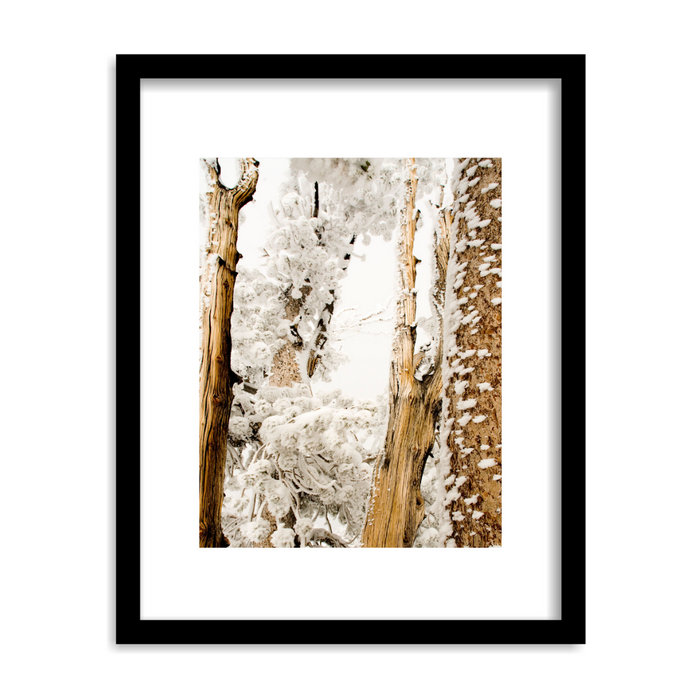 "Winter Trees, Sierras California" Framed Print Art Print Lindsay Upson Photography